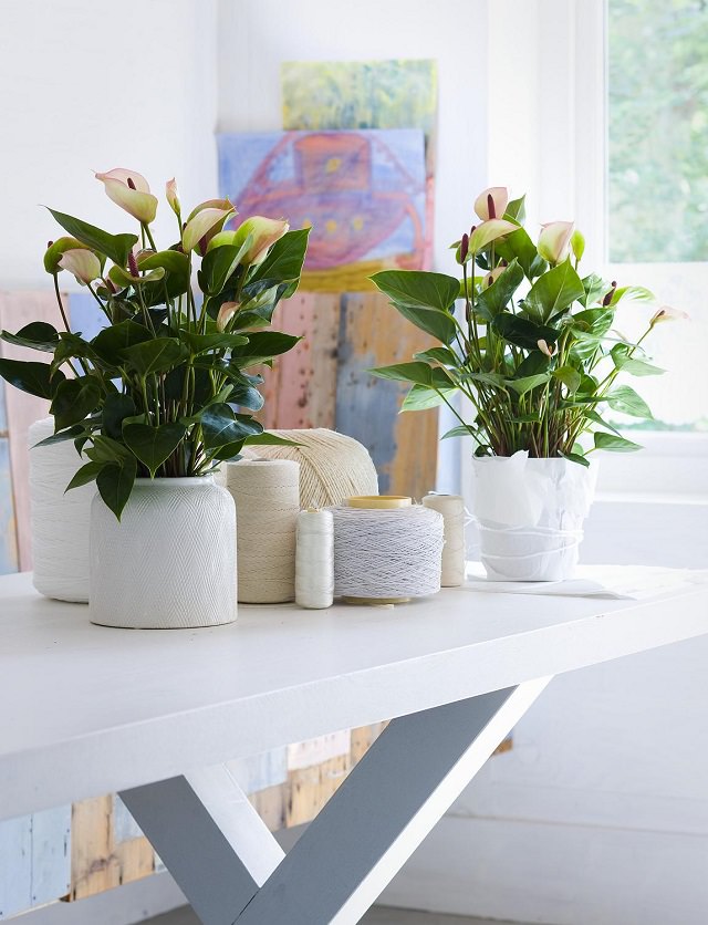 Anthurium-beautiful-houseplant