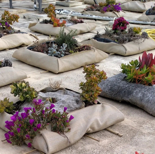 Plant cushions for sale in Malta