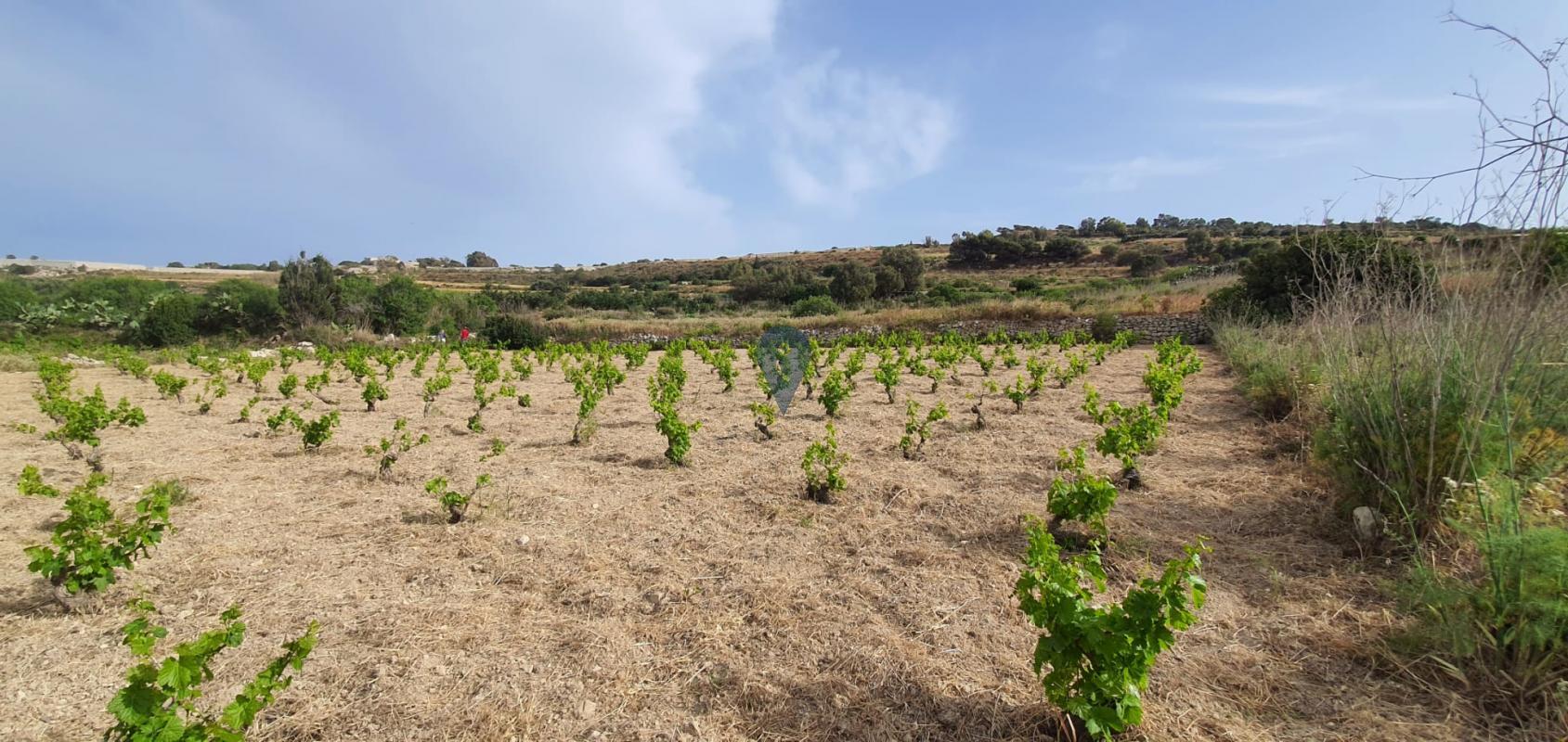 Field in Mgarr - REF 69917