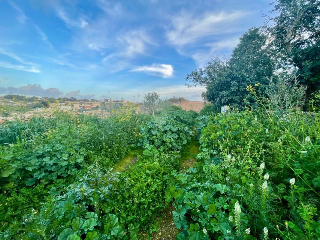 Field in Ghaxaq - REF 73176